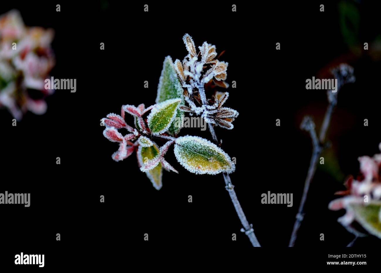 Shanghai, Chine. 22 décembre 2020. Des feuilles dépolies sont photographiées dans un lit de fleurs du district de Songjiang à Shanghai, dans l'est de la Chine, le 22 décembre 2020. Credit: Zhang Jiansong/Xinhua/Alay Live News Banque D'Images