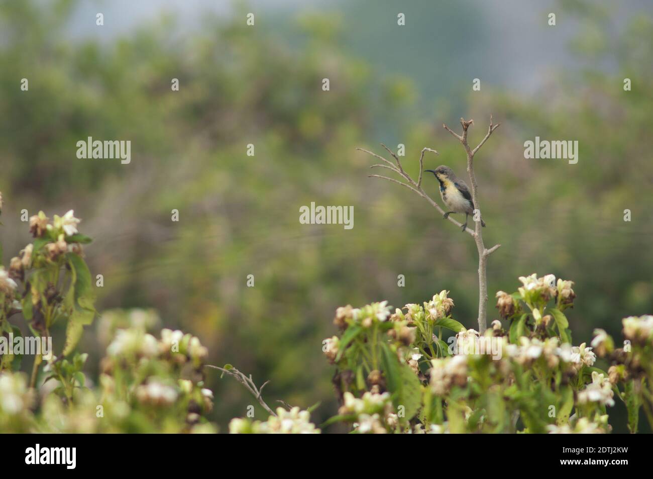 Mâle violet sunbird Nectarinia asiatica avec plumage eclipse. Parc national de Keoladeo Ghana. Bharatpur. Rajasthan. Inde. Banque D'Images