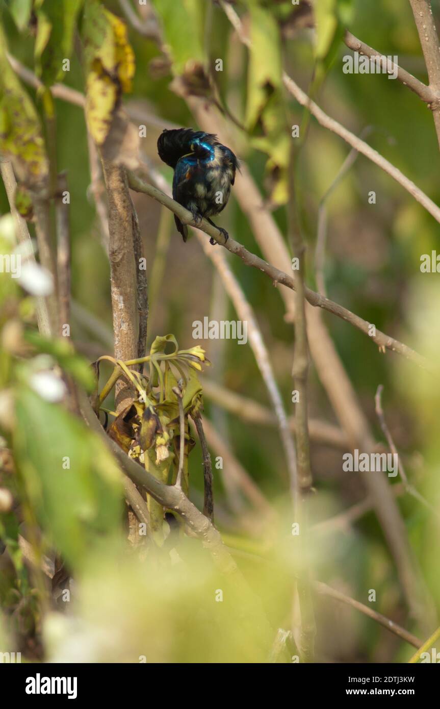 Mâle violet sunbird Nectarinia asiatica preening. Parc national de Keoladeo Ghana. Bharatpur. Rajasthan. Inde. Banque D'Images