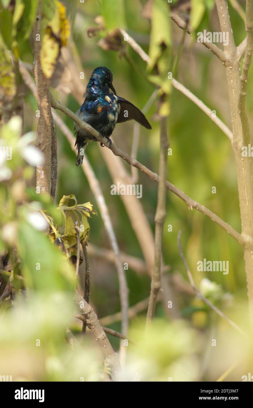Mâle violet sunbird Nectarinia asiatica preening. Parc national de Keoladeo Ghana. Bharatpur. Rajasthan. Inde. Banque D'Images