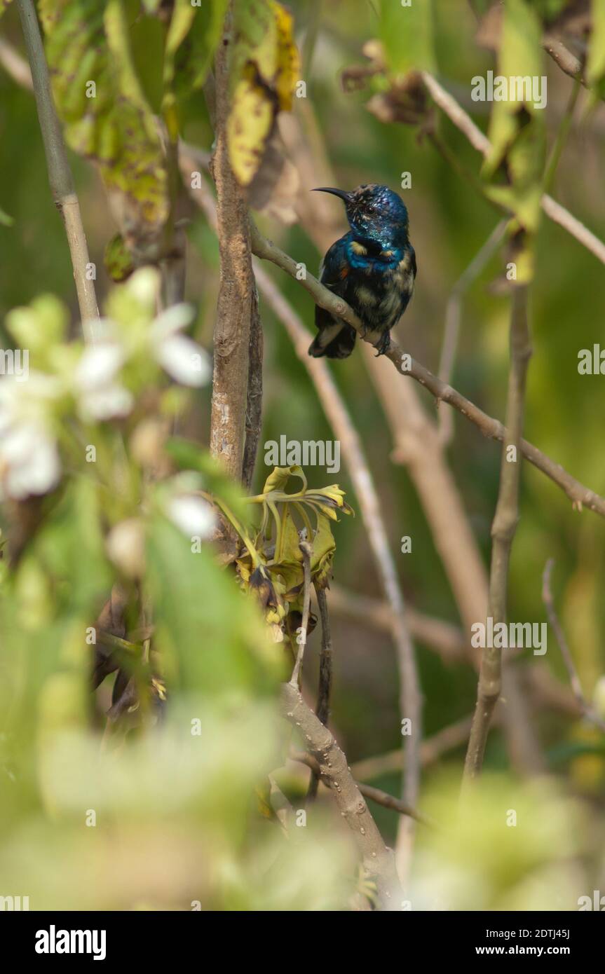 Mâle violet sunbird Nectarinia asiatica. Parc national de Keoladeo Ghana. Bharatpur. Rajasthan. Inde. Banque D'Images