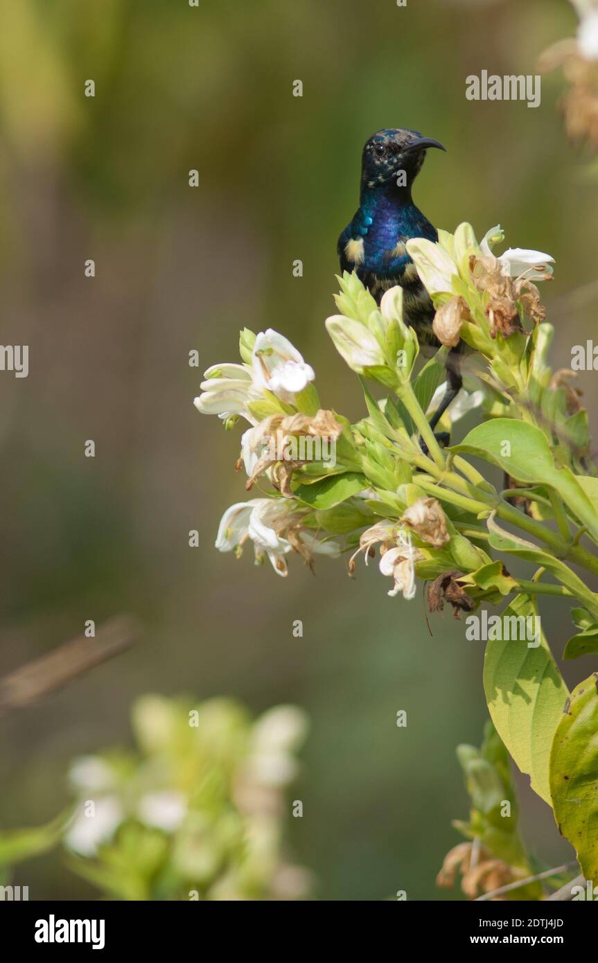 Mâle violet sunbird Nectarinia asiatica. Parc national de Keoladeo Ghana. Bharatpur. Rajasthan. Inde. Banque D'Images