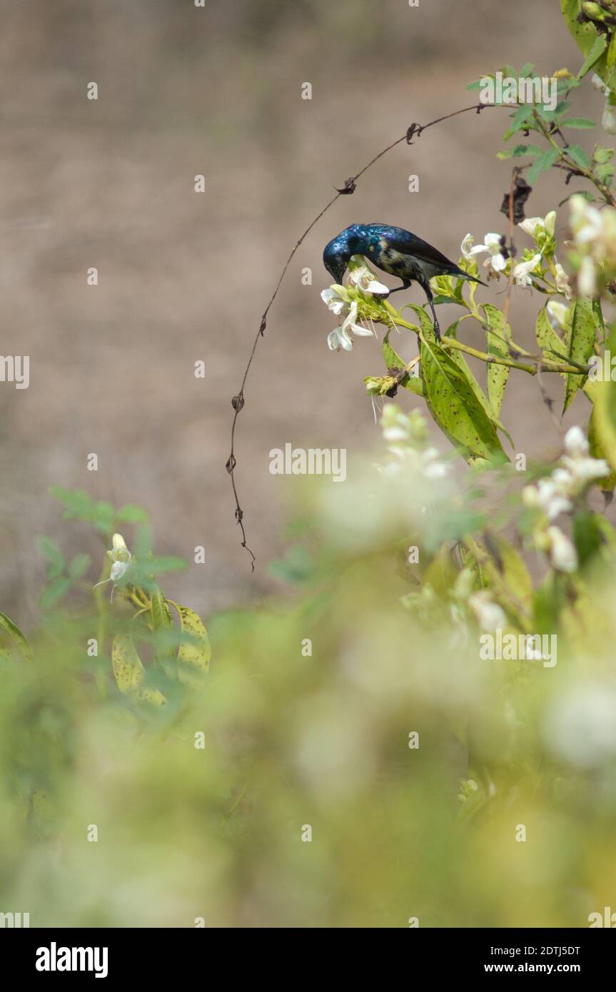 Mâle violet sunbird Nectarinia asiatica se nourrissant sur le nectar de fleur. Parc national de Keoladeo Ghana. Bharatpur. Rajasthan. Inde. Banque D'Images