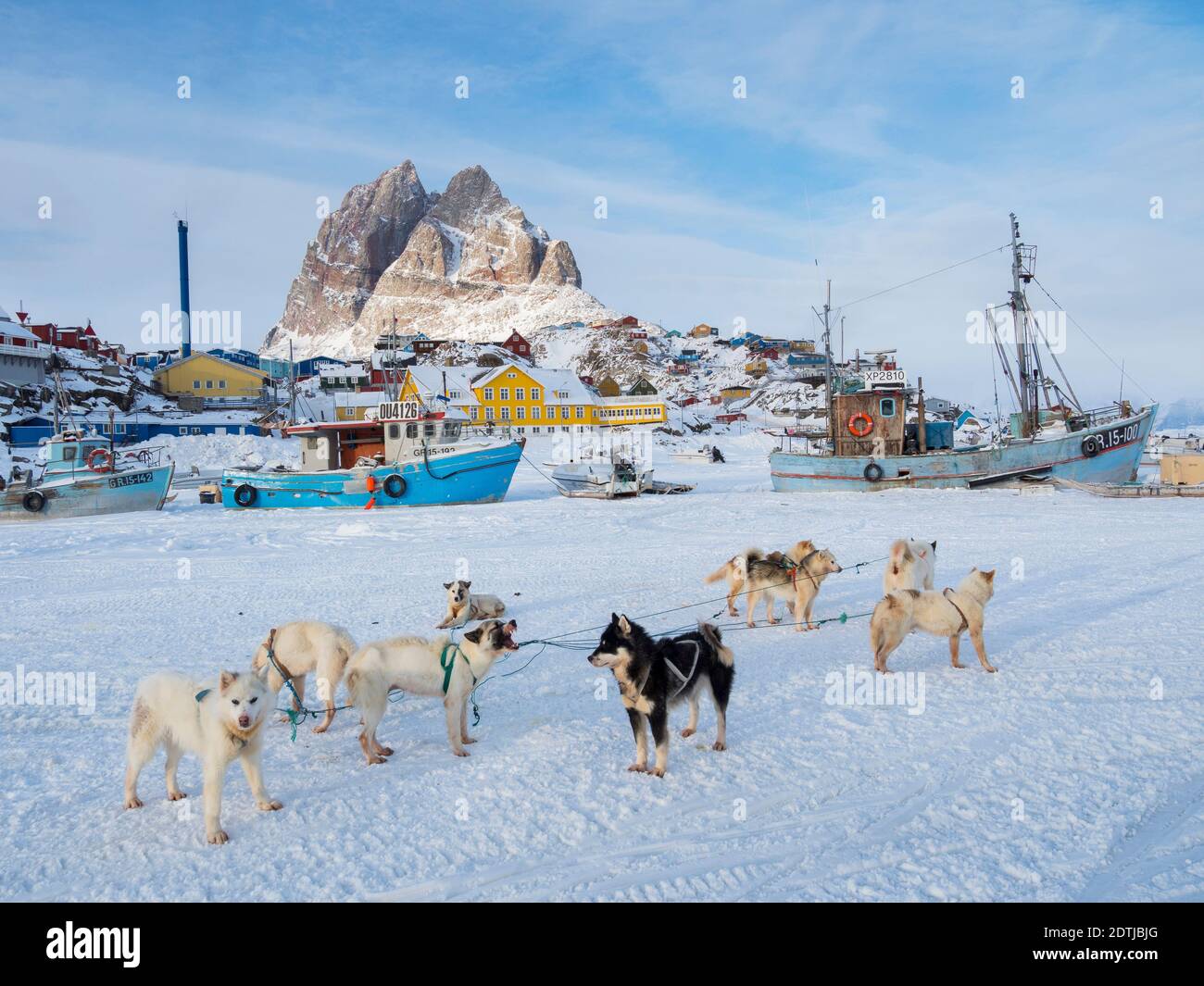 Équipe de chiens de traîneau pendant l'hiver à Uummannaq, dans le nord-ouest du Groenland. Les équipes de chiens sont encore des animaux de trait pour les pêcheurs des villages et St Banque D'Images