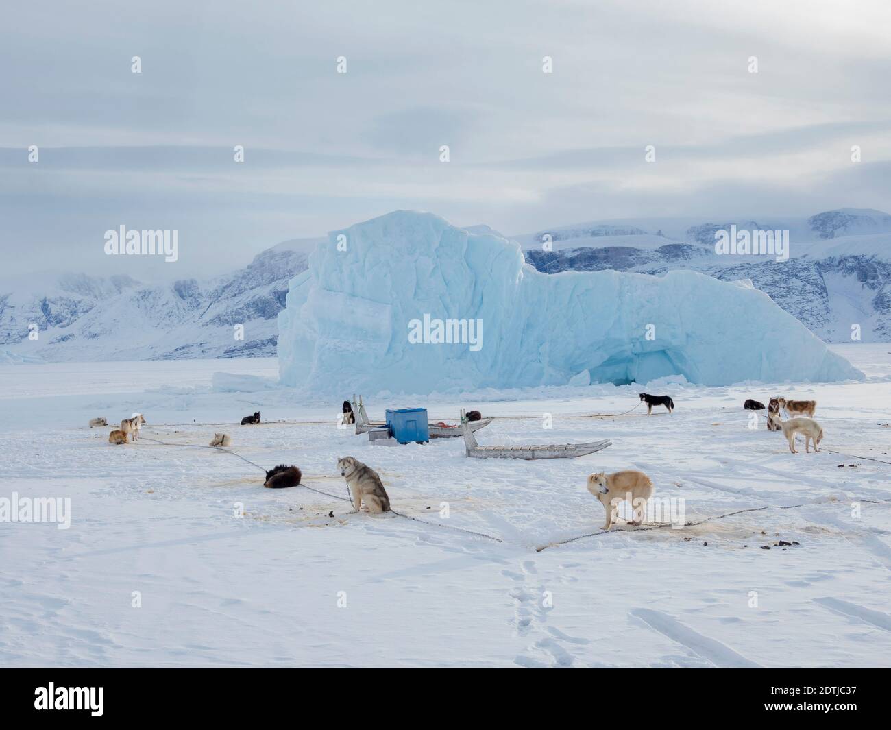 Équipe de chiens de traîneau pendant l'hiver à Uummannaq, dans le nord-ouest du Groenland. Les équipes de chiens sont encore des animaux de trait pour les pêcheurs des villages et St Banque D'Images