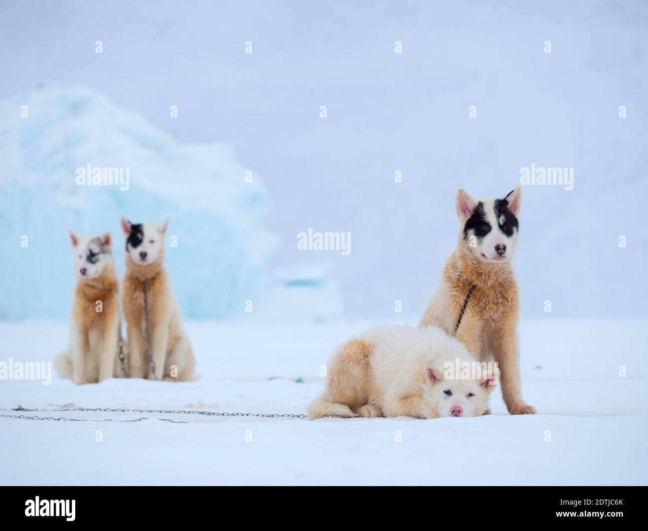 Chien de traîneau pendant l'hiver à Uummannaq, dans le nord-ouest du Groenland. Les équipes de chiens sont encore des animaux de trait pour les pêcheurs des villages et restent tout W Banque D'Images