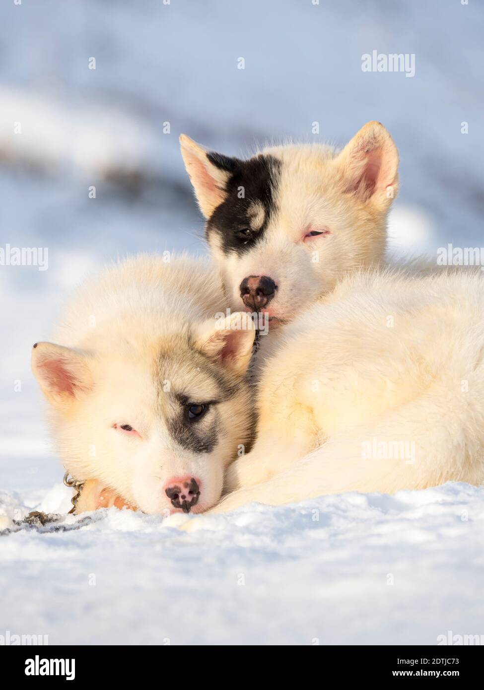 Chien de traîneau pendant l'hiver à Uummannaq, dans le nord-ouest du Groenland. Les équipes de chiens sont encore des animaux de trait pour les pêcheurs des villages et restent tout W Banque D'Images