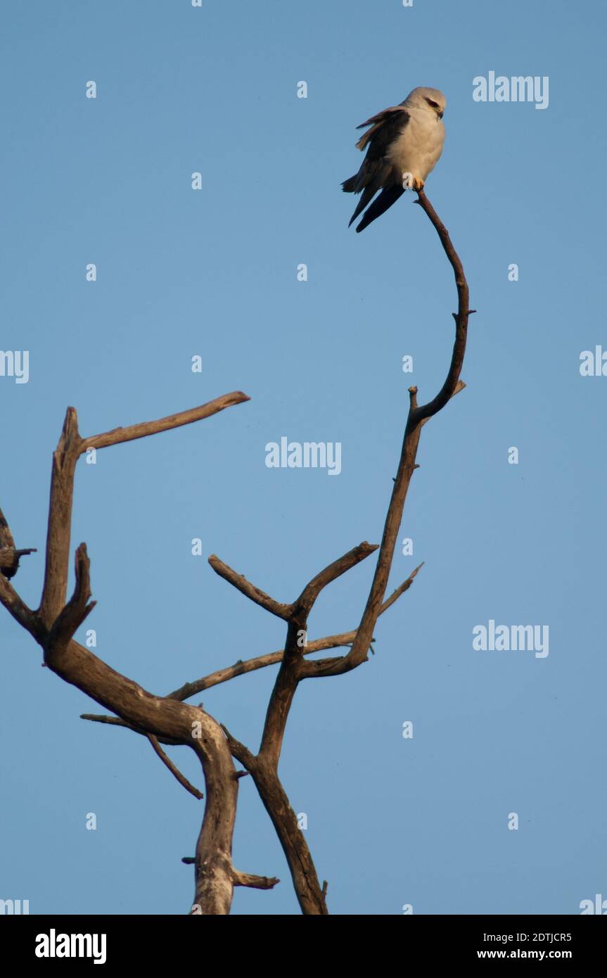 Elanus caeruleus à ailes noires sur un arbre. Parc national de Keoladeo Ghana. Bharatpur. Rajasthan. Inde. Banque D'Images