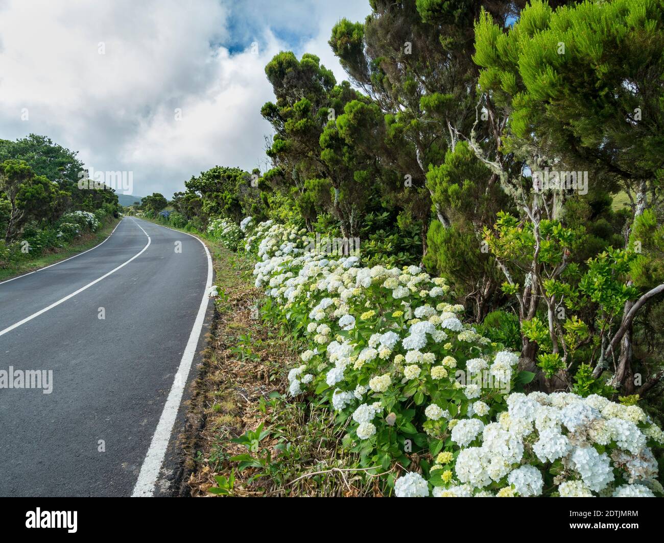 Haie d'Hortensia (Hydrangea macrophylla), une plante introduite, au bord de la route. Pico Island, une île des Açores (Ilahas dos Acores) dans l'Atlantique Banque D'Images
