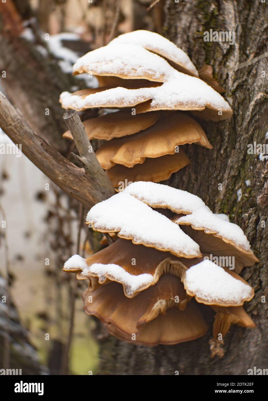 Champignons huître enneigés, Pleurotus ostreatus, poussant sur un peuplier Lombardie vivant, Populus nigra Italica, à Troy, Montana Pleurotus ostreatus Banque D'Images