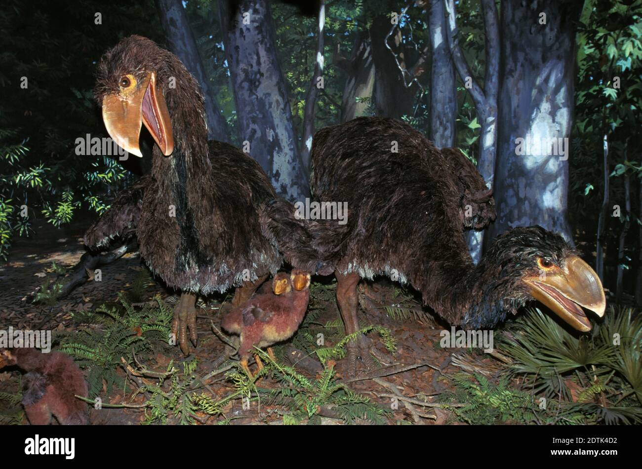 Diatryma, un oiseau préhistorique carnivore, a vécu il y a 50 millions d'années Banque D'Images