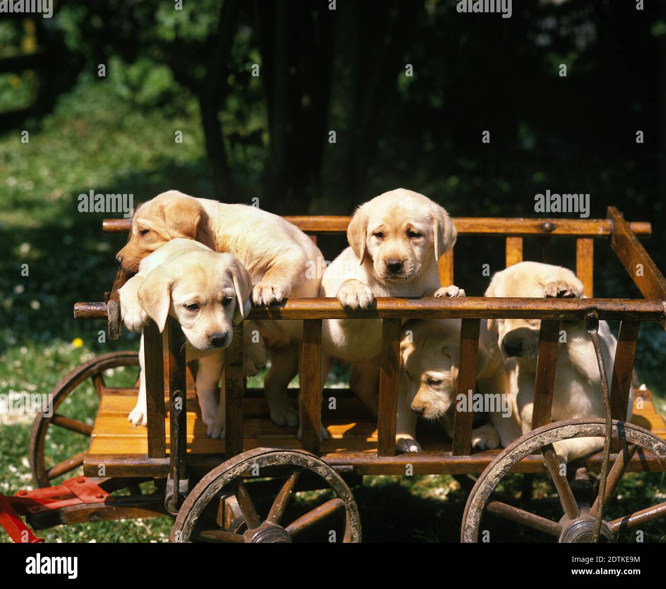 Le Labrador jaune, les chiots se trouvent dans le chariot Banque D'Images