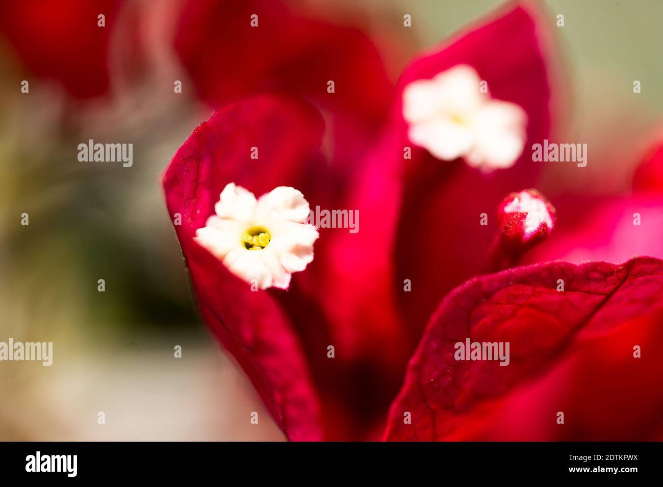 Macro Photographie de bougainvilliers rouge Banque D'Images