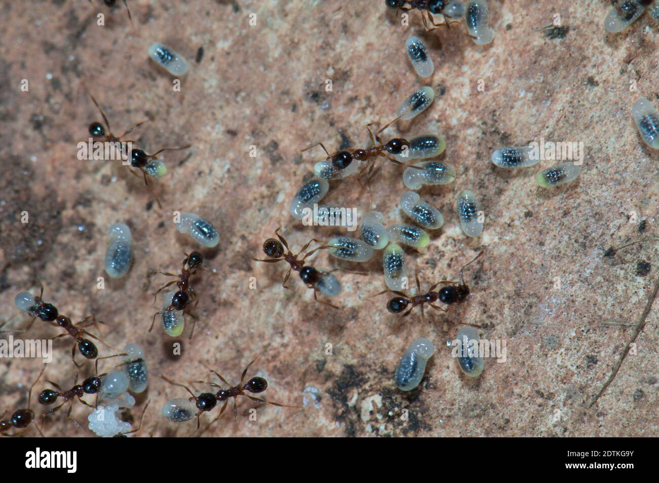 Fourmis qui tend les œufs et les larves. Parc national de Keoladeo Ghana. Bharatpur. Rajasthan. Inde. Banque D'Images