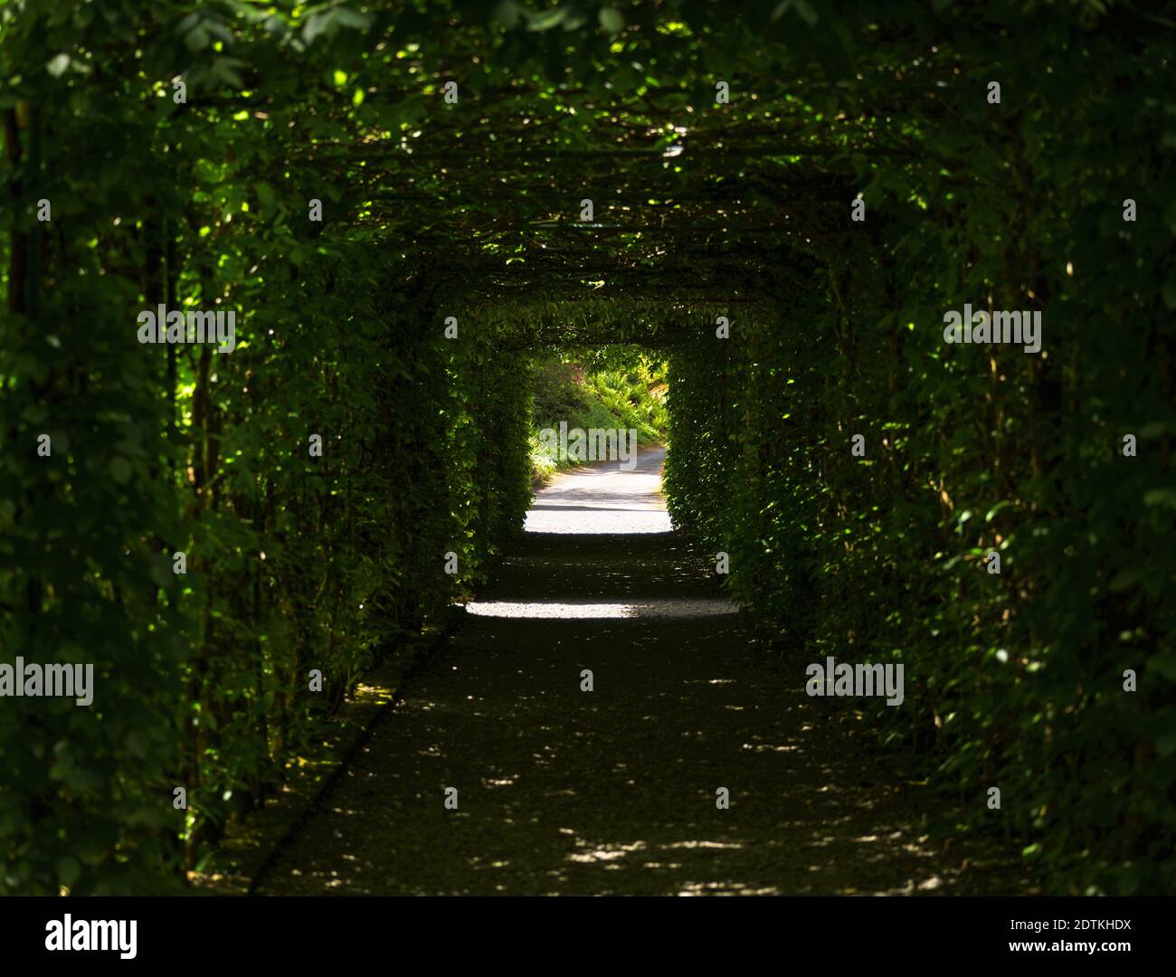 Le chemin dans le tunnel vert décoratif de Bush avec la lumière du soleil et ombres Banque D'Images