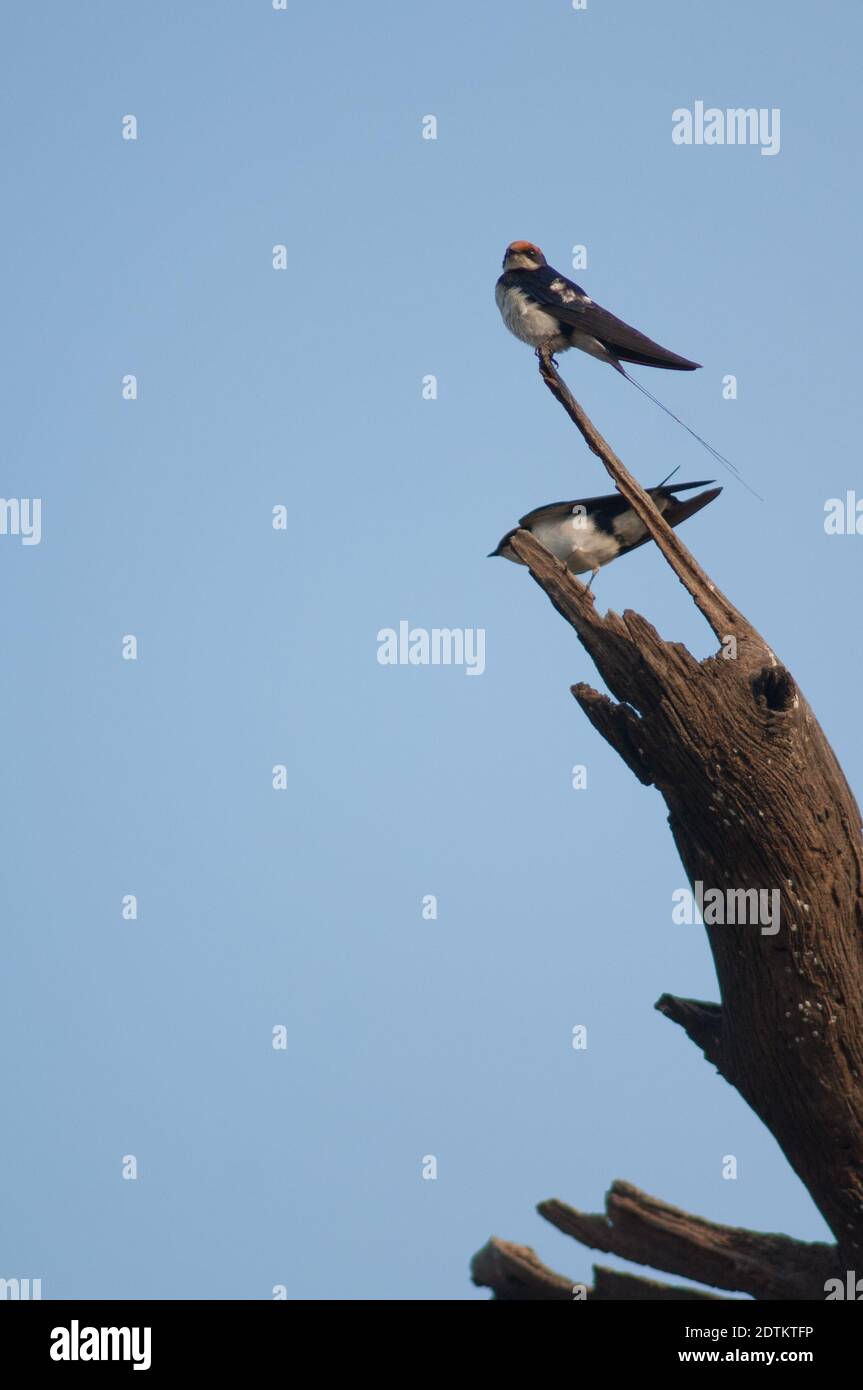 Girles à queue métallique Hirundo smithii. Parc national de Keoladeo Ghana. Bharatpur. Rajasthan. Inde. Banque D'Images