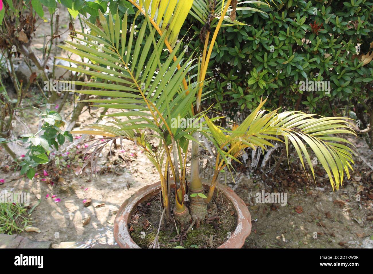 Cococotier dans le pot photo naturelle à Dhaka, Bangladesh. Banque D'Images