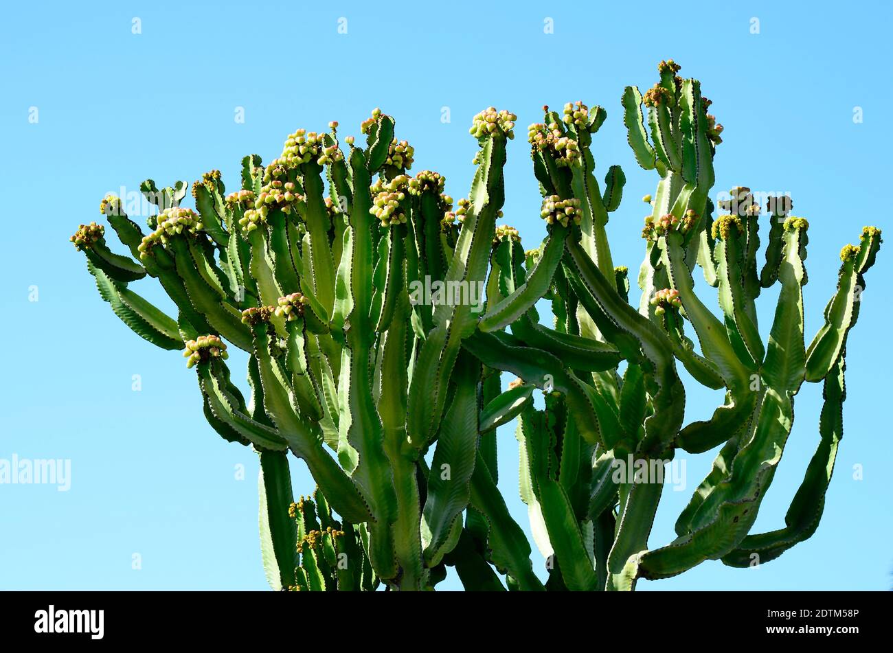L'Espagne, l'île des Canaries, Fuerteventura, cactus candélabres Banque D'Images