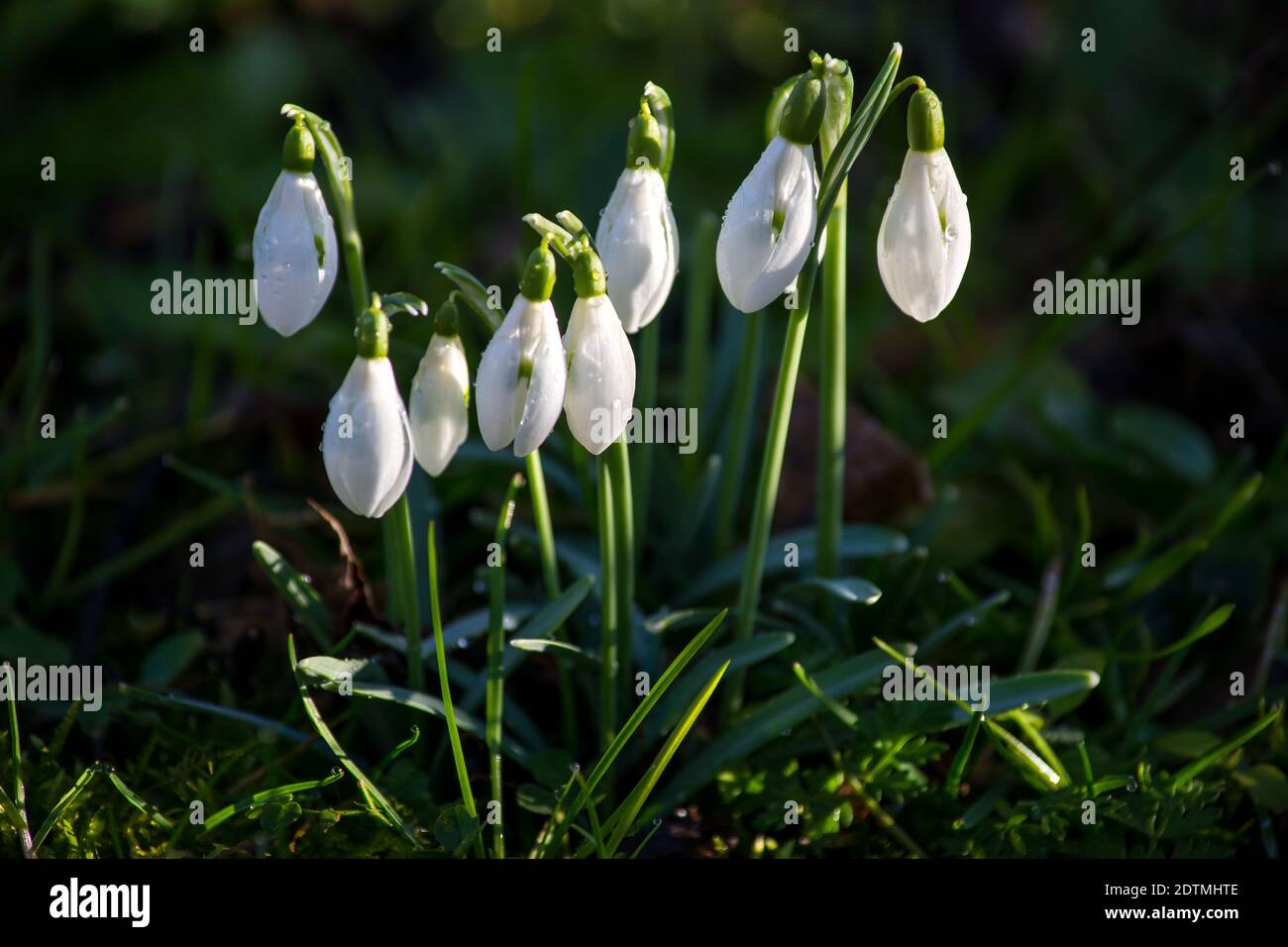 Perce-neige dans l'herbe verte Banque D'Images