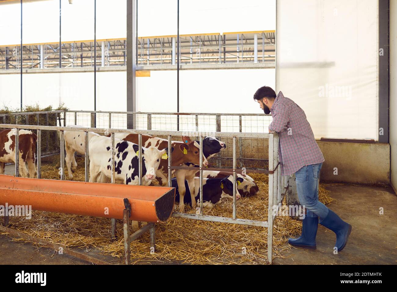 Un agriculteur mâle attentionné regardant des veaux se tenant dans une cage dans une immense grange sur une ferme d'élevage. Banque D'Images