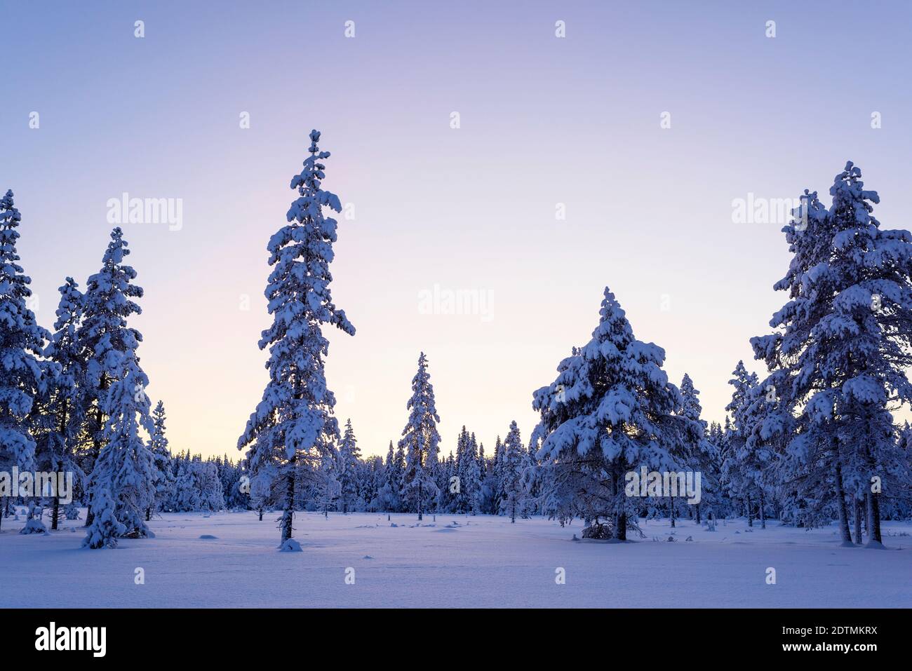 Pins sur Snowy Field contre Clear Sky Banque D'Images