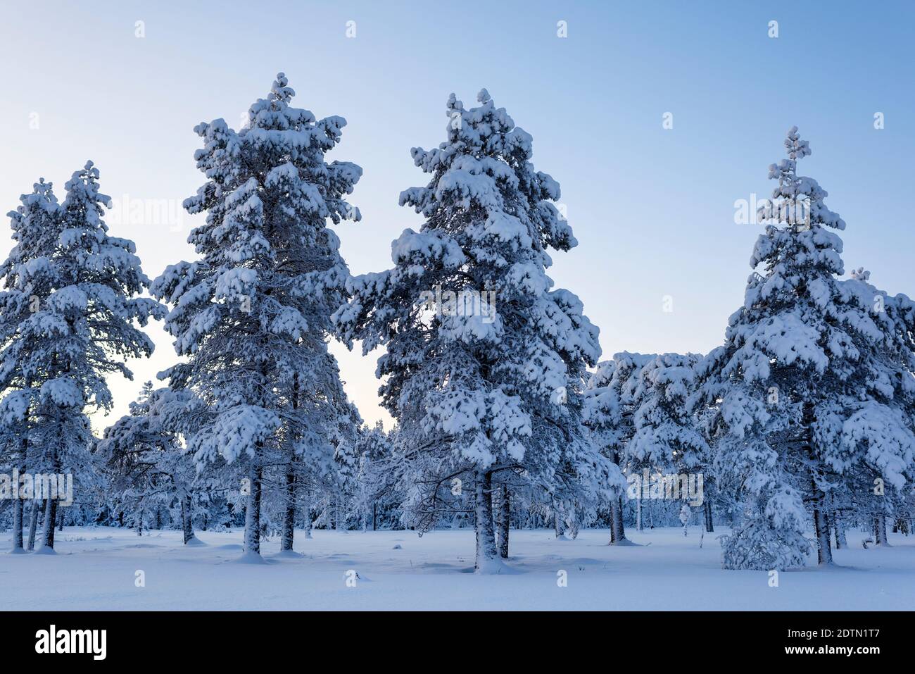 Arbres couverts de neige sur terrain Against Sky Banque D'Images