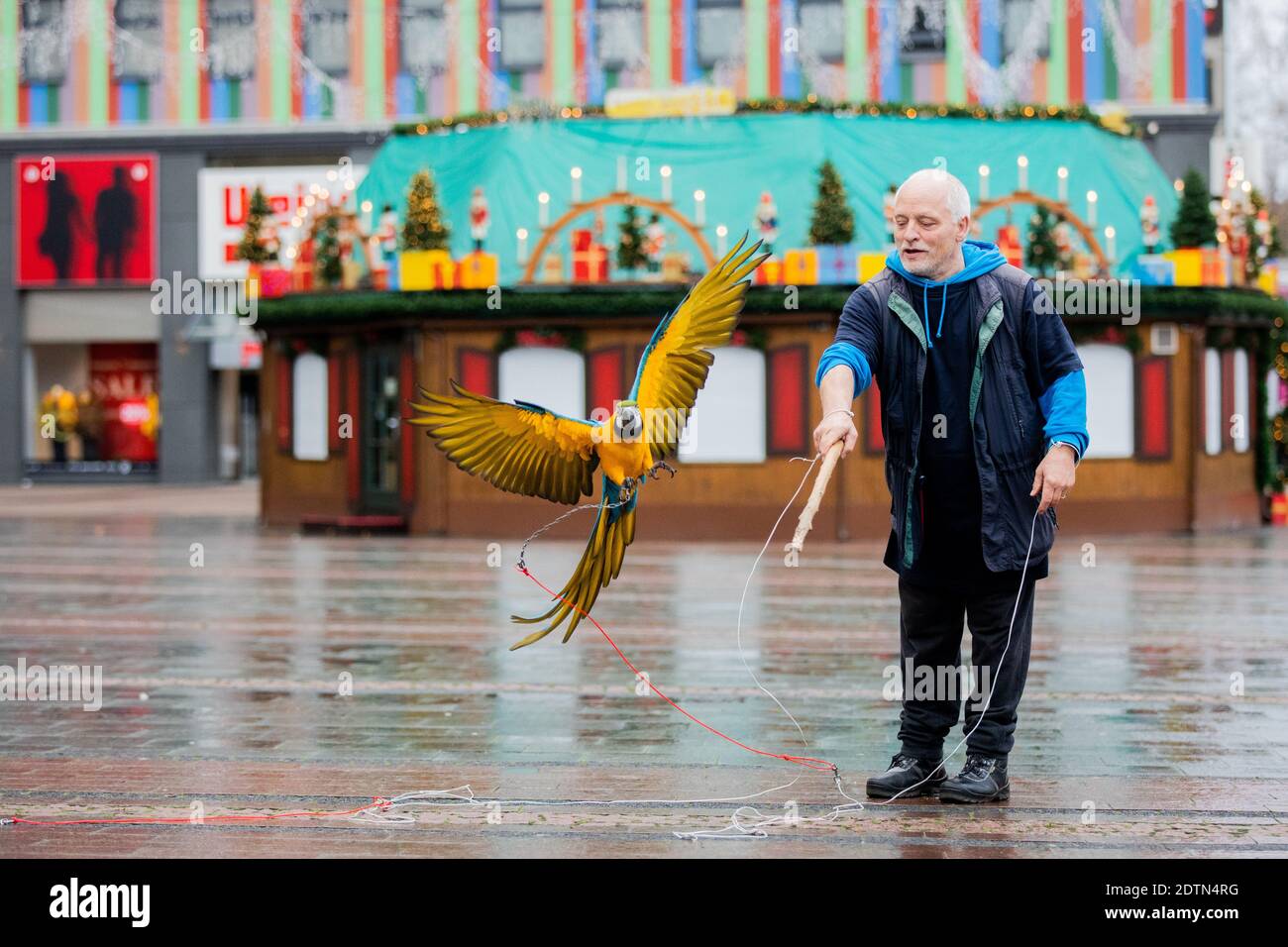 Essen, Allemagne. 22 décembre 2020. Michael laisse ses deux perroquets Chikko et Chikka (macaw) voler sur Kennedyplatz devant un stand de Noël fermé. L'Essener laisse ses deux perroquets voler régulièrement - également dans le centre-ville - à l'extérieur. Credit: Rolf Vennenbernd/dpa/Alay Live News Banque D'Images