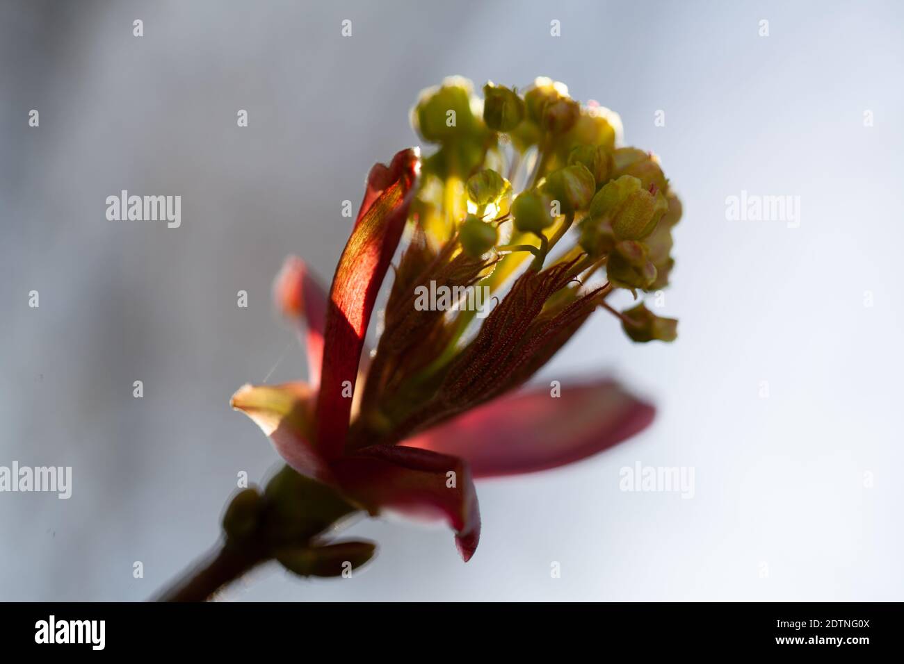 Arrière-plan en fleurs printanières. Magnifique arbre en fleurs et lumière du soleil. Jour ensoleillé. Beau verger. Printemps. Fleurs des vergers. Arbre et abeilles en fleurs. Banque D'Images