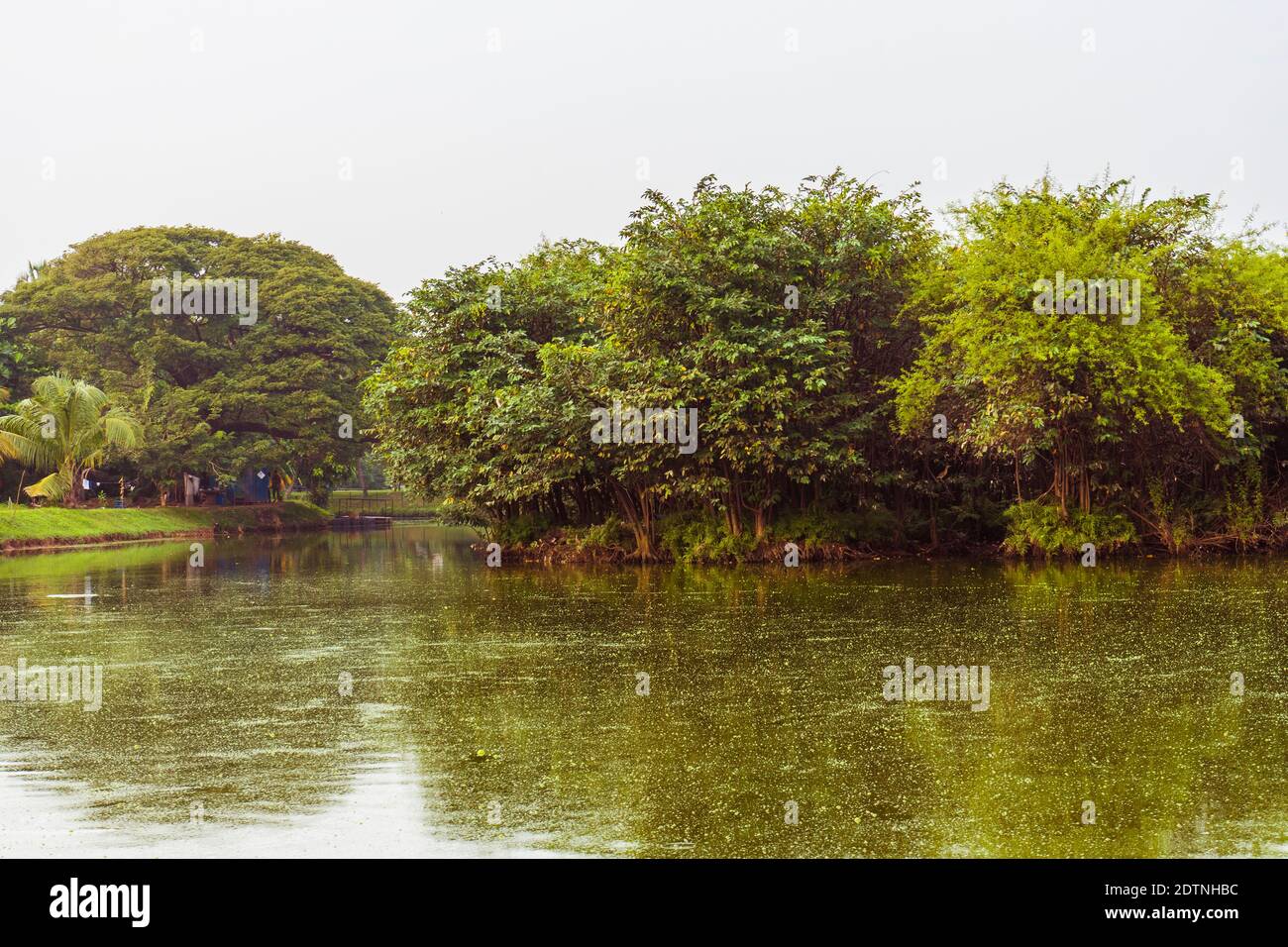 Lac d'eau douce et grands canopies d'arbres dans un parc naturel, Sri Lanka Banque D'Images