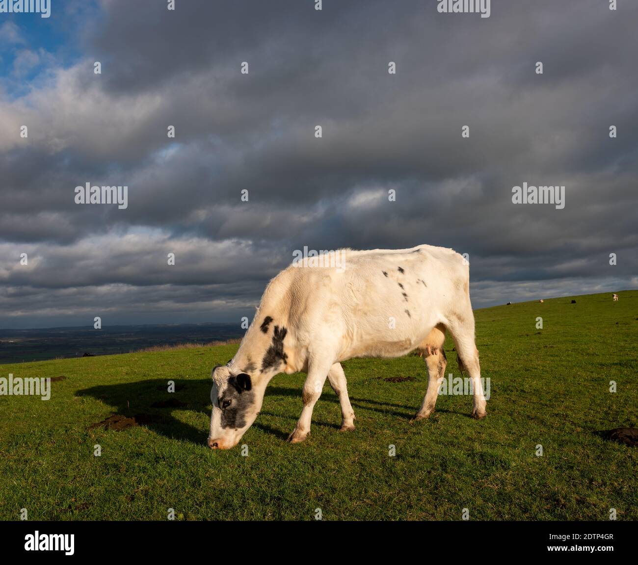Belle vache paître sur la South Downs Way à Firle Beacon, East Sussex, Royaume-Uni Banque D'Images