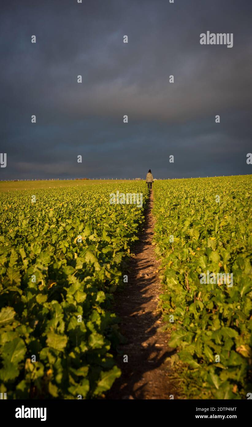 Femme marchant dans un champ planté dans le parc national de South Downs, East Sussex, Royaume-Uni Banque D'Images