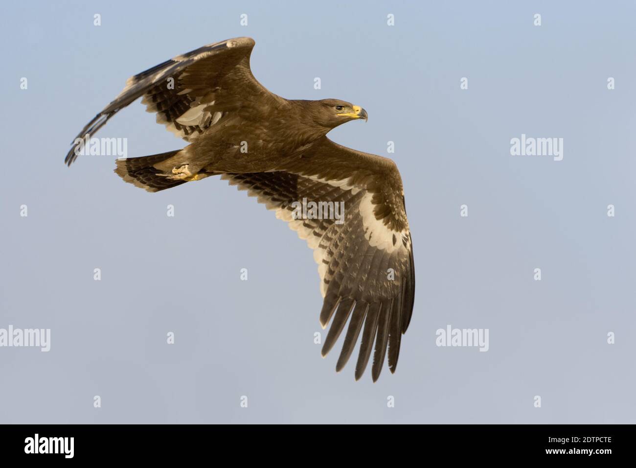 Steppe Eagle en vol en Oman. Banque D'Images