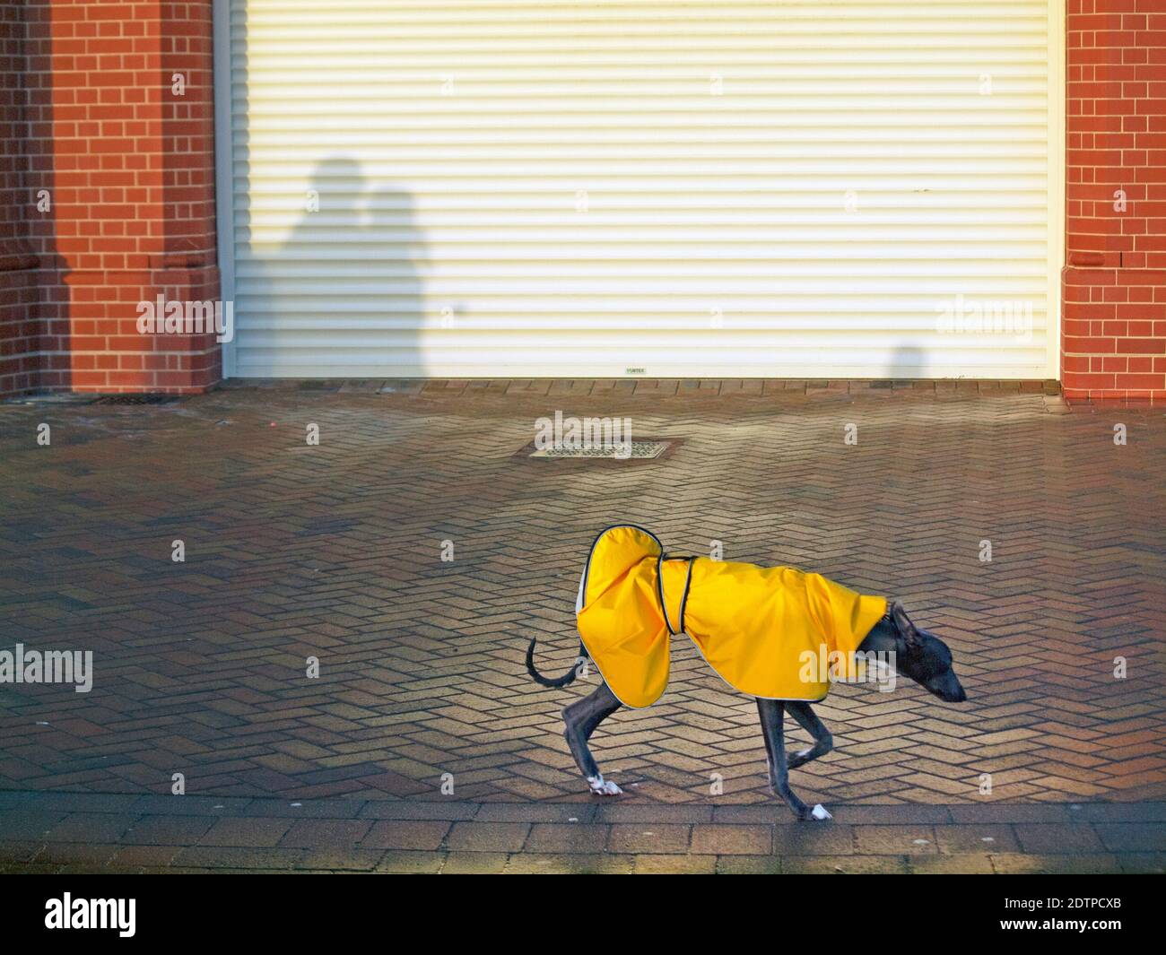 Un lévrier dans une veste imperméable, à proximité du front de mer de Brighton Banque D'Images