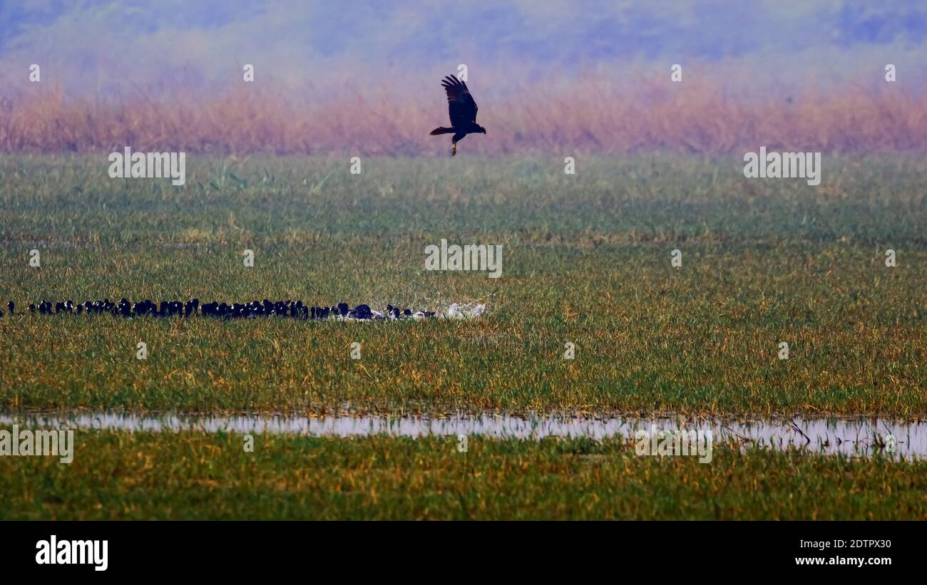 Silhouette d'un oiseau prédateur chasse de petits oiseaux aquatiques les zones humides Banque D'Images