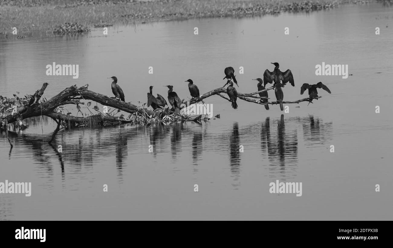 Les oiseaux de dard orientaux également appelé le dard indien assis dans un Branche d'arbre avec leur réflexion tombant sur l'eau à Bharatpur sanctuaire d'oiseaux Banque D'Images