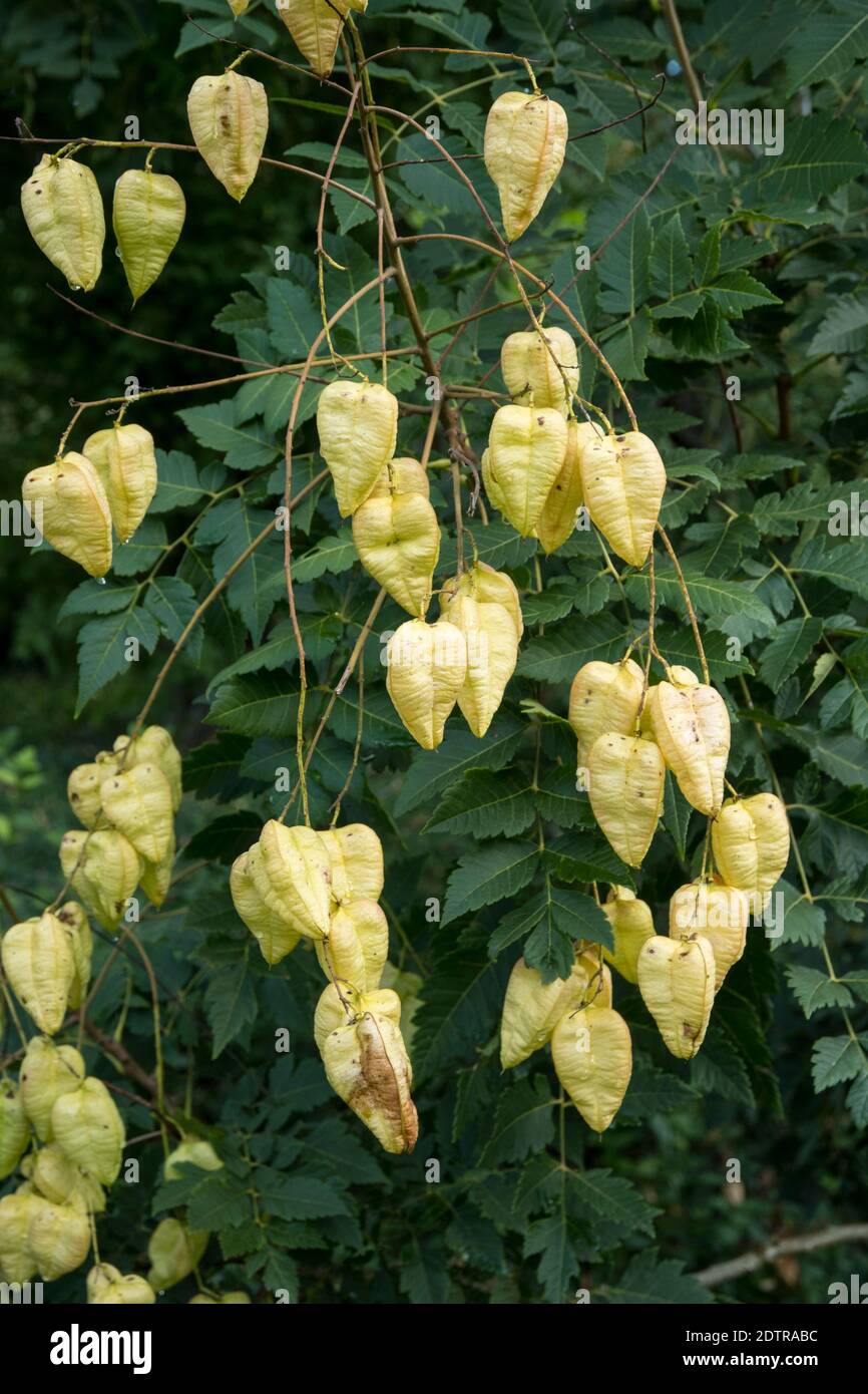 Graines de Koelreuteria paniculata Banque D'Images