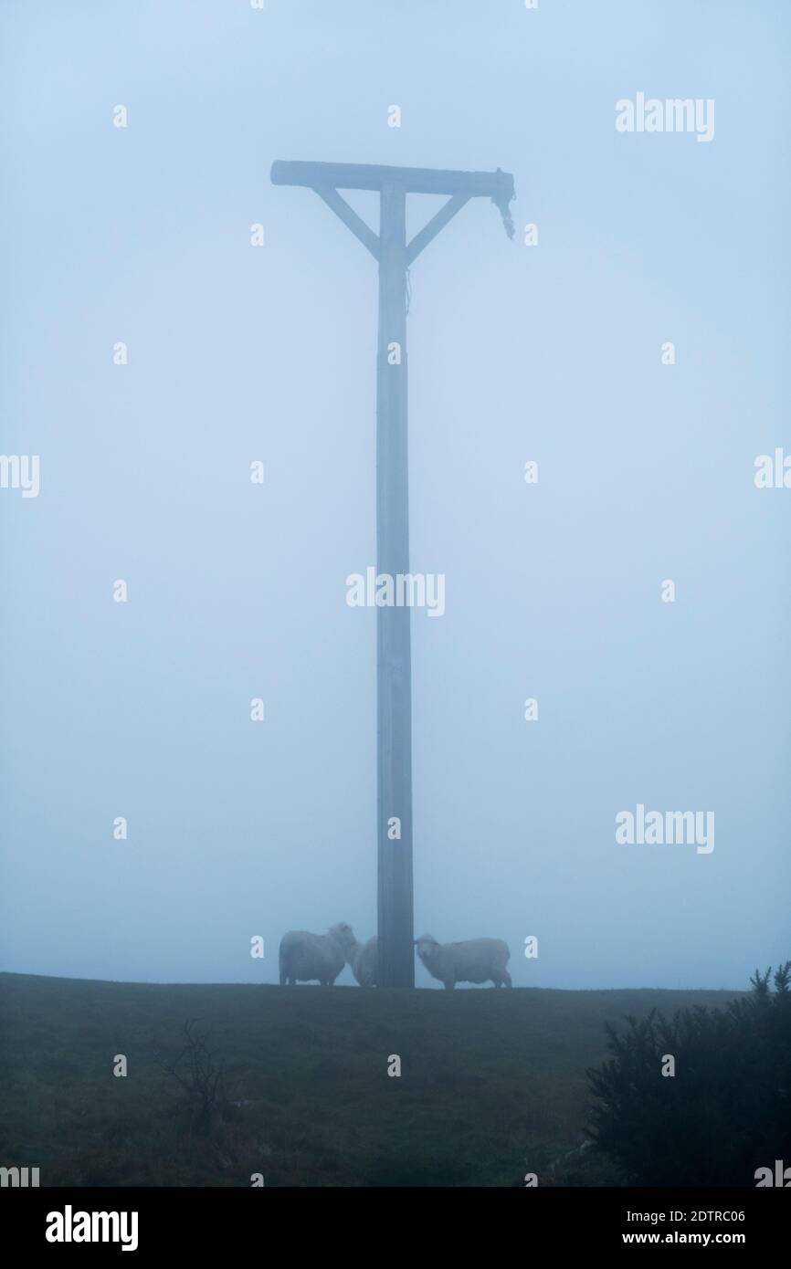 Combe gibbet au sommet de Inkpen Beacon dans le brouillard avec des moutons sur Gallets en bas, Inkpen, Berkshire, Angleterre, Royaume-Uni, Europe Banque D'Images
