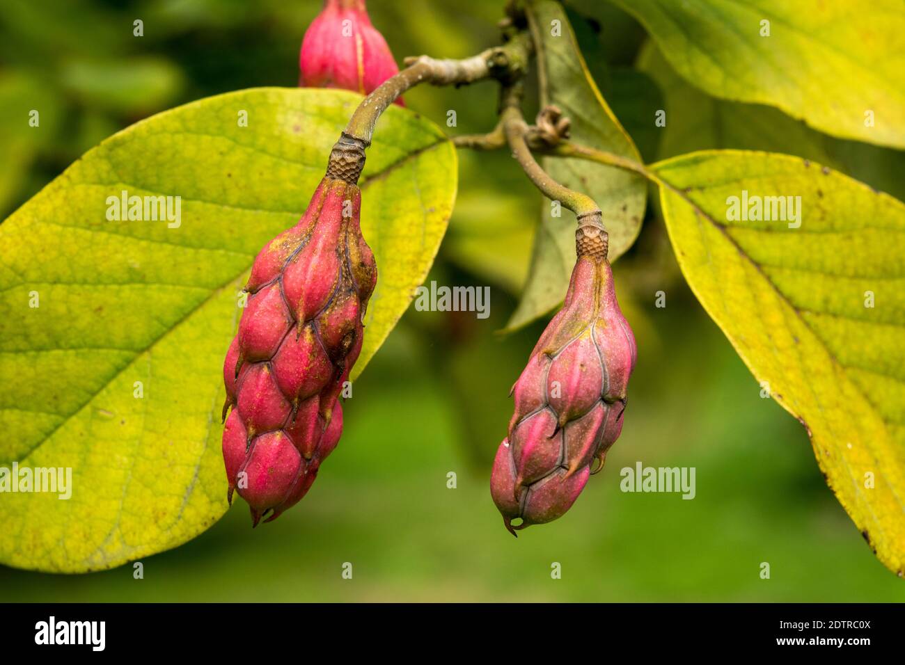 Graines de Magnolia sieboldii Banque D'Images