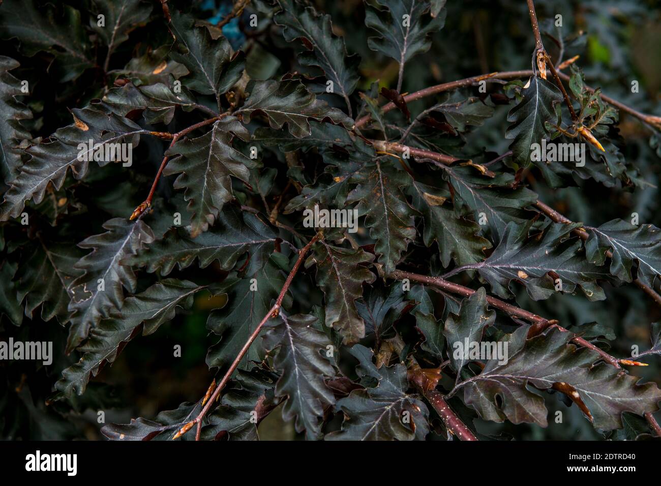 Fagus sylvatica 'Rohan Weeping' Banque D'Images