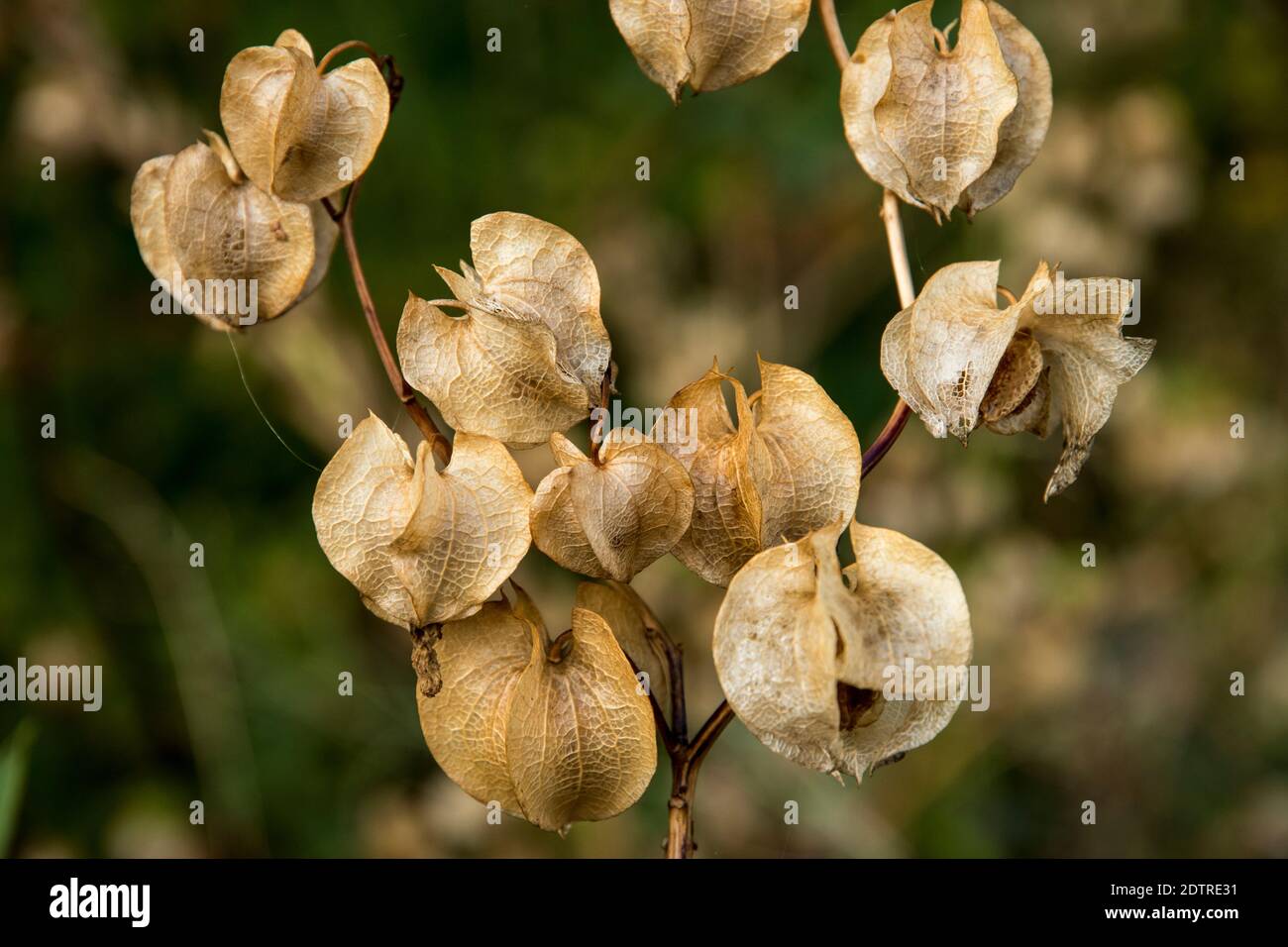 Graines de Nycandra physalodes Banque D'Images