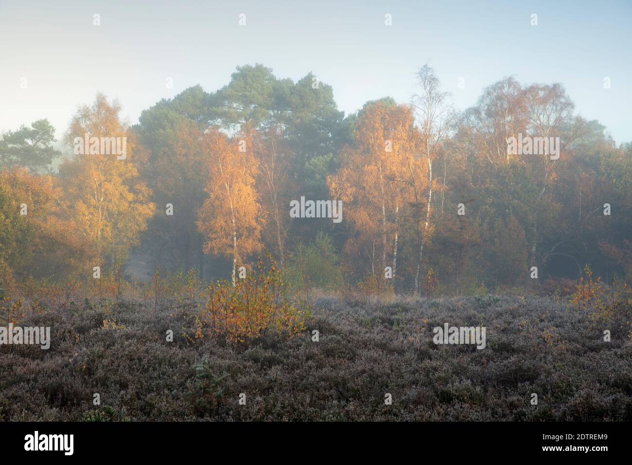 Feuilles d'automne sur les bouleaux argentés dans la brume de l'aube, Newtown Common, Burghclere, Hampshire, Angleterre, Royaume-Uni, Europe Banque D'Images