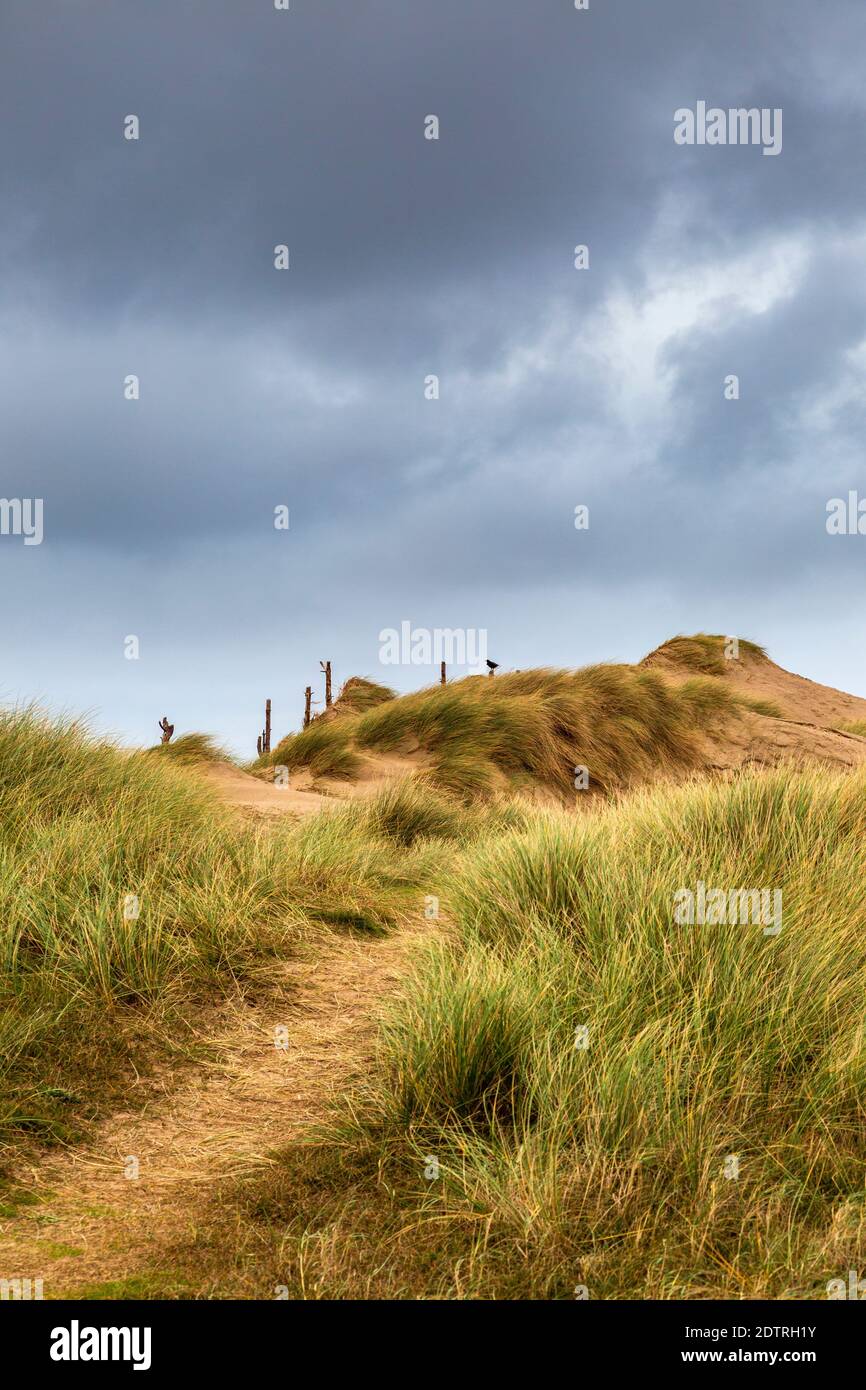 Dunes de sable sur la plage de Malltraeth au bord de la forêt de Newborough sur l'île de Llanddwyn, Anglesey, pays de Galles Banque D'Images