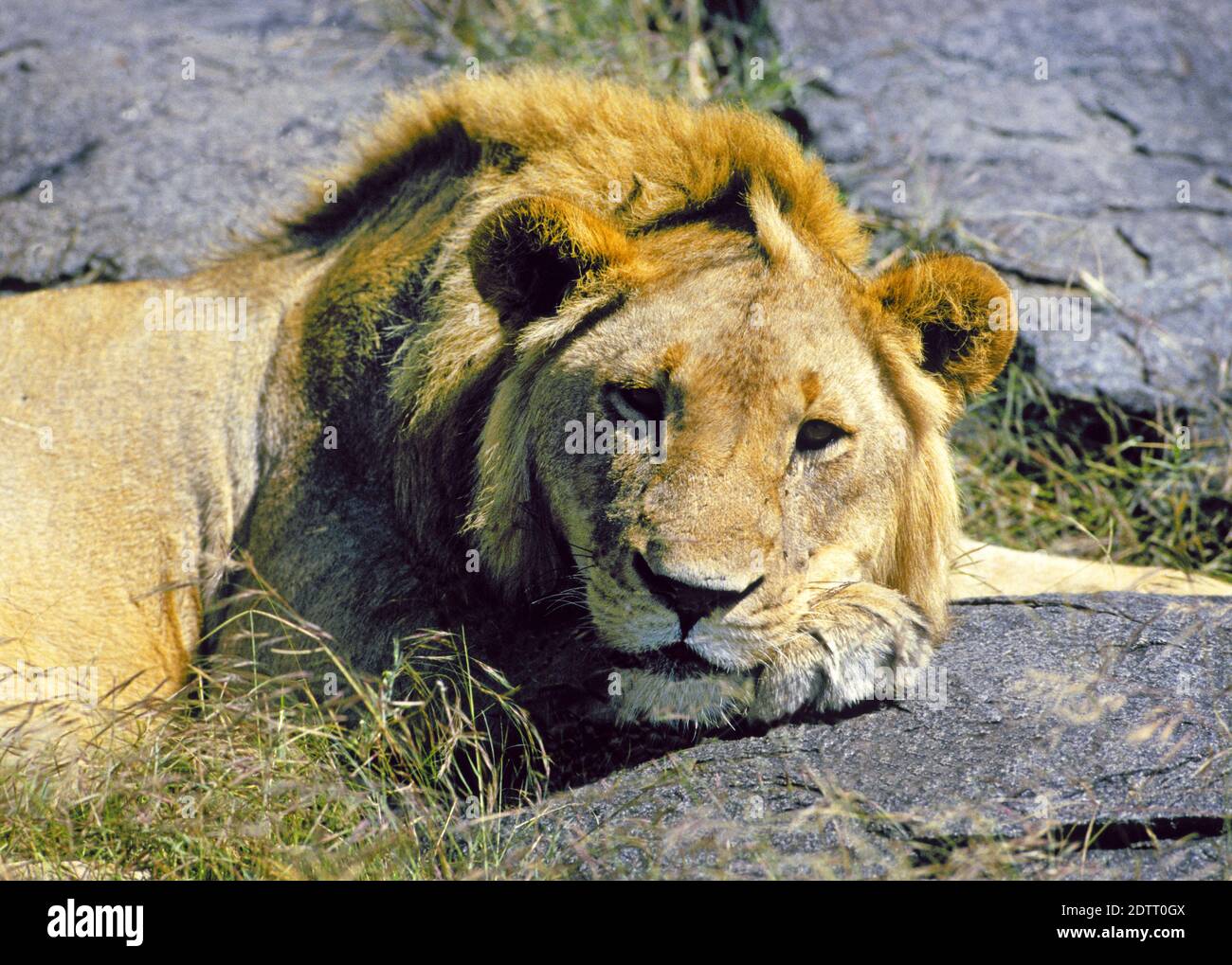 Un jeune lion mâle dort la journée sur un Kopje ou une affleurement rocheux dans le parc national de Serengeti, Tanzanie. Banque D'Images