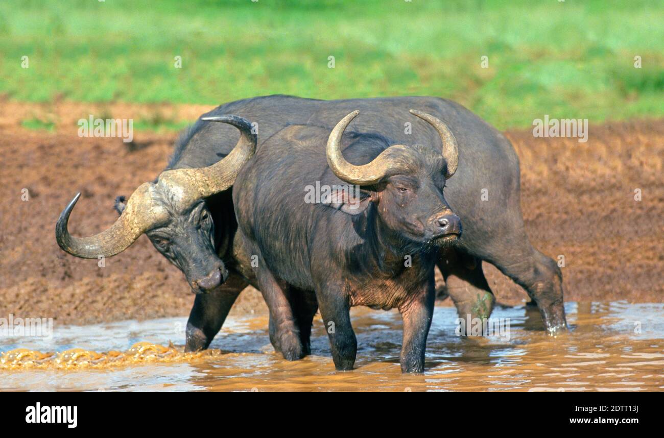 Une paire de Cape Buffalo ou de African Buffalo, l'un des animaux les plus dangereux de la planète, se rassemble pour s'accroupir sur l'espace dans un trou d'eau du parc national Aberdare. Banque D'Images