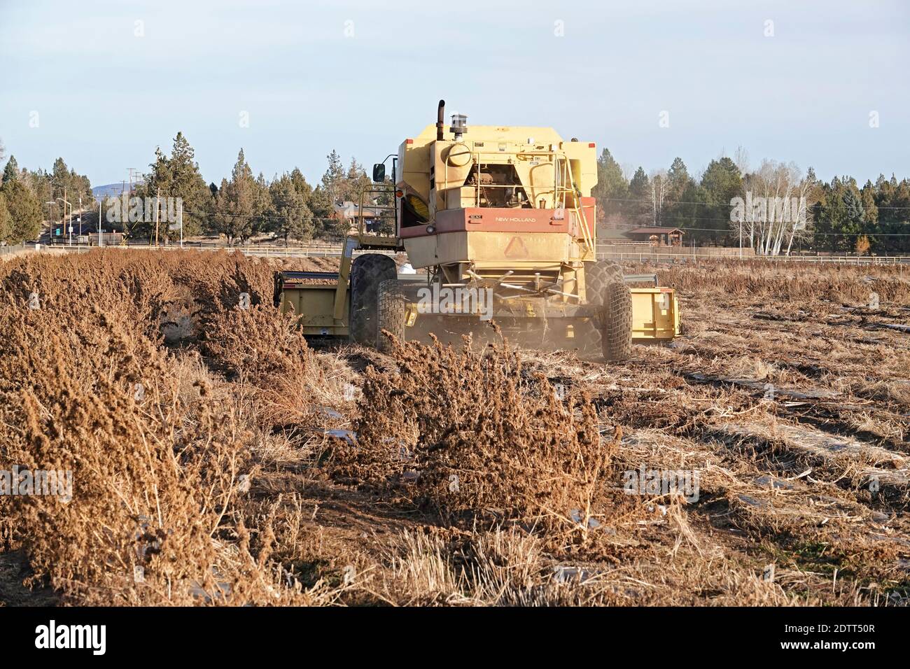 Un agriculteur de Tumalo, en Oregon, utilise une grande moissonneuse-batteuse pour récolter un champ de chanvre industriel. Le chanvre est devenu l'une des principales cultures de trésorerie de l'État. Banque D'Images