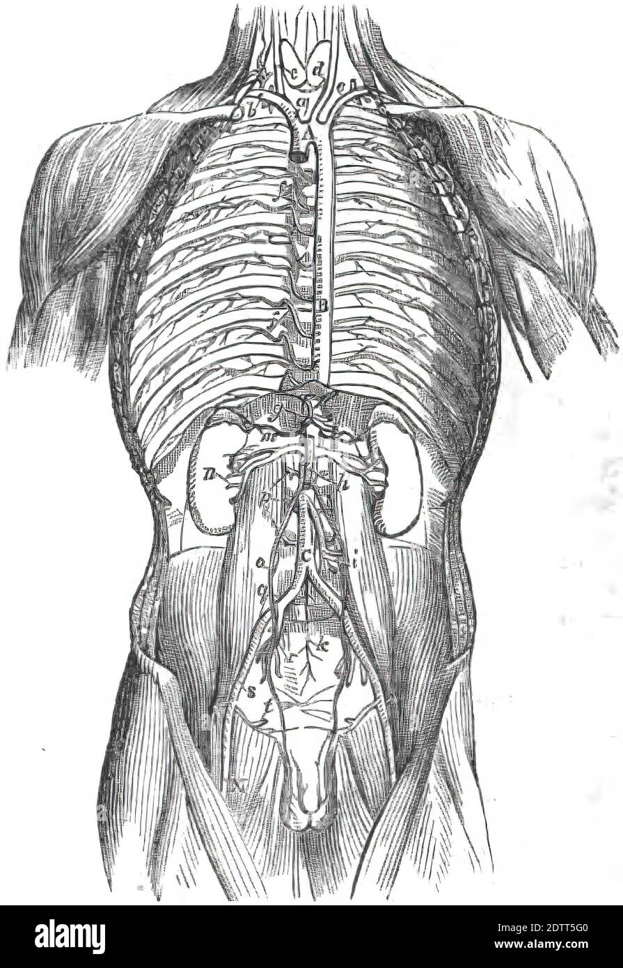 Illustration verticale des organes internes du corps humain de anatomie  humaine imprimer livre 1849 Photo Stock - Alamy