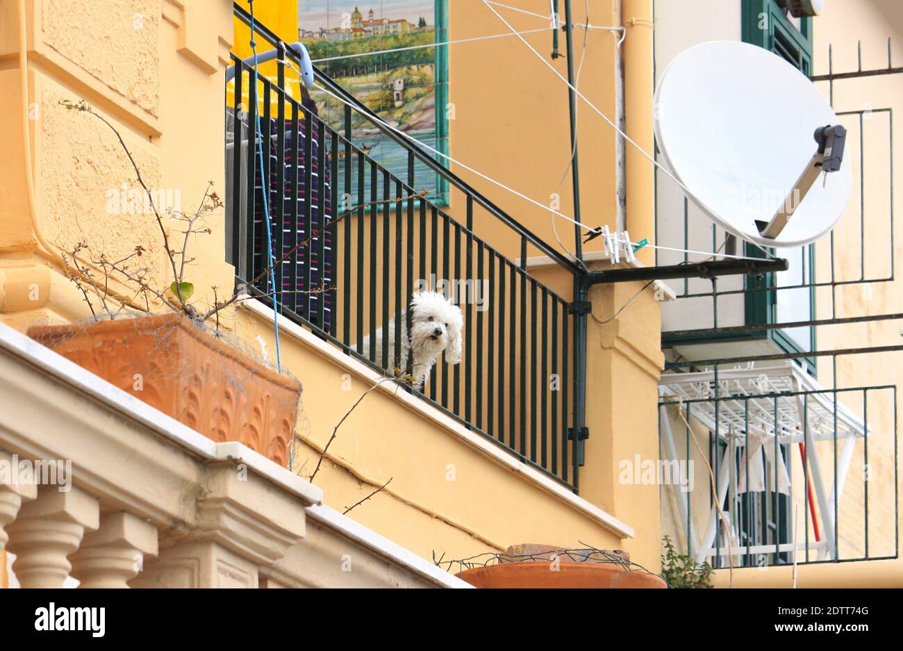 Le joli petit chien blanc regarde entre les barres d'un balcon et attend probablement son propriétaire. Une scène colorée du sud de l'Italie. Banque D'Images