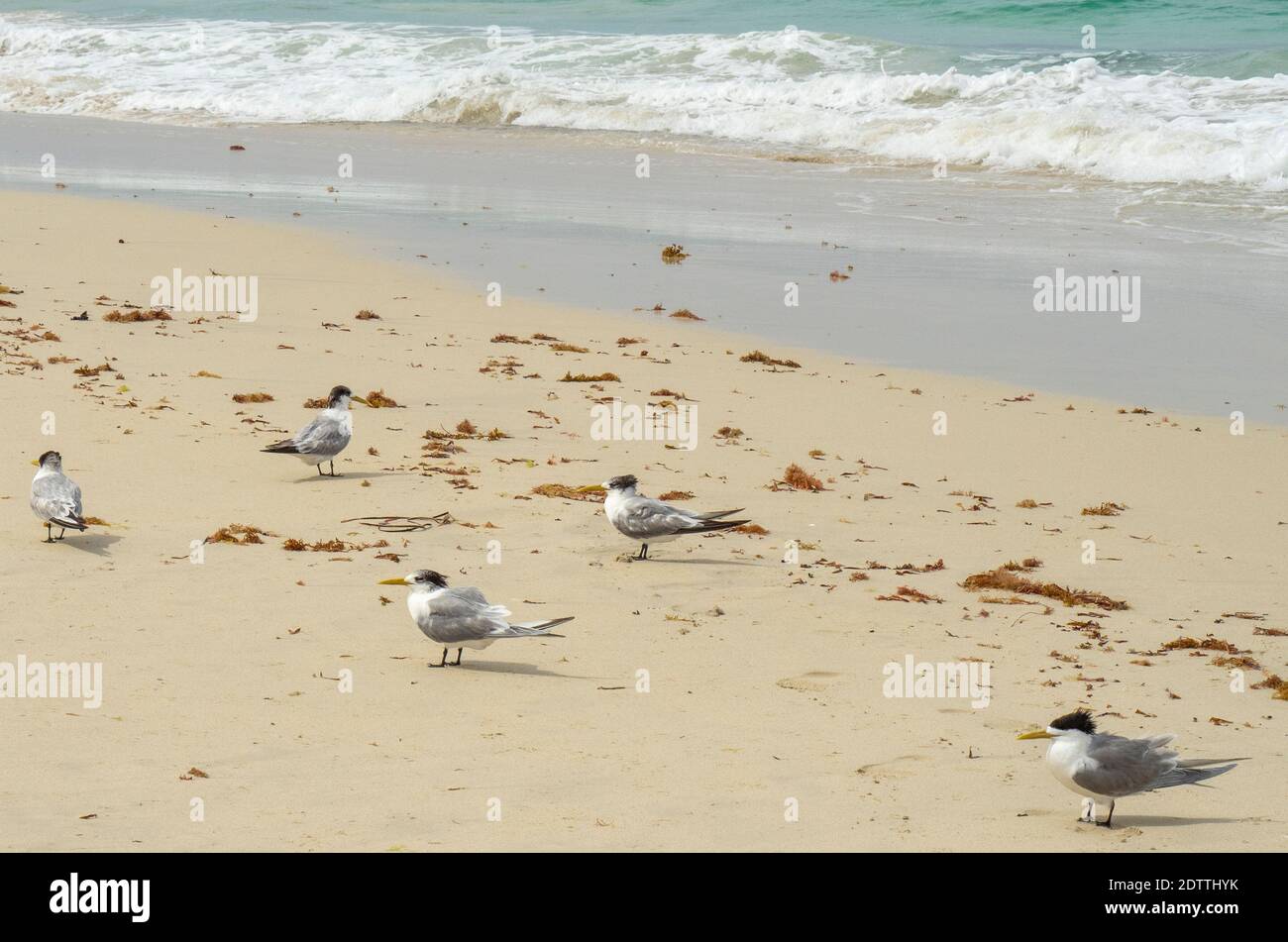 Des oiseaux de mer plus élevés ont dégoûté des sternes Thalasseus bergii sur la plage à Guilderton Australie occidentale Banque D'Images