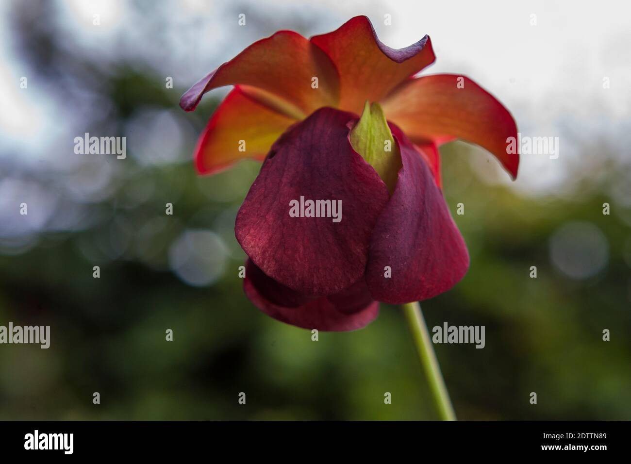 Fleur de la plante pourpre de Pitcher (Sarracenia purpurea) Culture dans un jardin anglais Banque D'Images