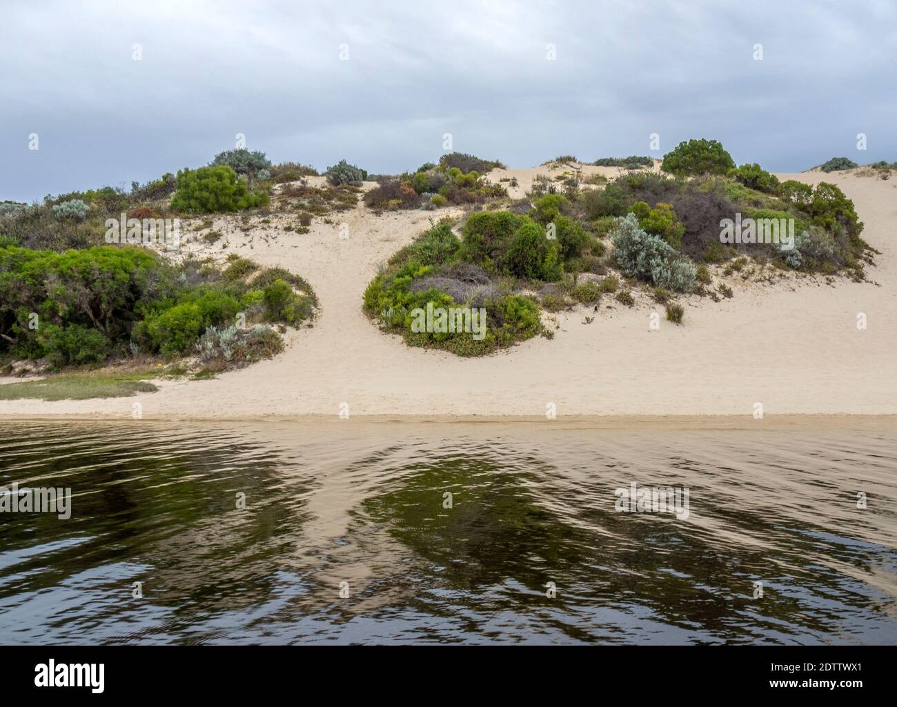 Succulents végétation flore indigène sur une dune de sable par le Guilderton de Moore River en Australie occidentale. Banque D'Images